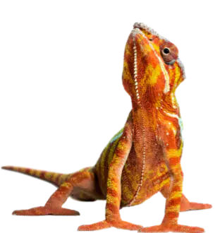Reptile